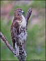 _1SB0473 red-tailed hawk